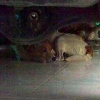 Dua Anjing Korban Dibius Pelaku