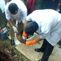 1.332 Unggas Dimusnahkan di Kebayoran