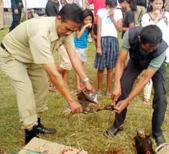 Ribuan Unggas Dimusnahkan Ribuan Unggas Dimusnahkan
