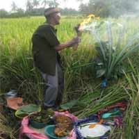 Petani Gelar Petik Panen Boyong Kemanten