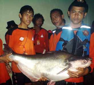 Tim SAR Temukan Ikan Raksasa