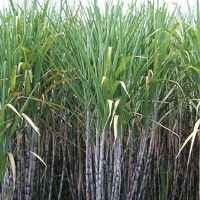 Kencana Gula Manis Ajukan PTPN X ke Arbitrase 