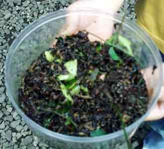 Ulat Bulu Serang Komplek Setrasari