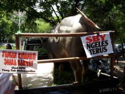 Protes Pemilu, Kerbau Ikut Demo KPU