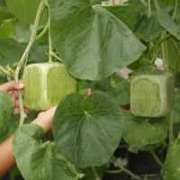 Ada Melon Berbentuk Kotak di Mekarsari!