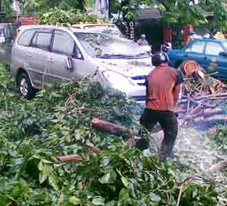 Pohon Tumbang Timpa Mobil