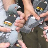 Napi Andalkan Burung untuk Dapat Ponsel