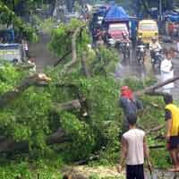 Pohon Sono Tumbang, Korban Jiwa Nihil