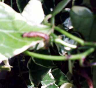 Hama Grapyak Serang Komplek Setrasari