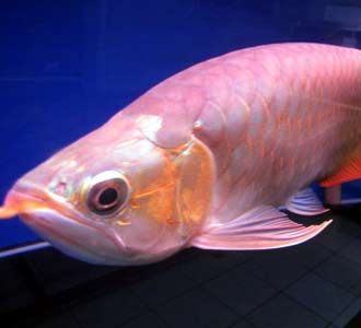 Arwana Masih yang Termahal