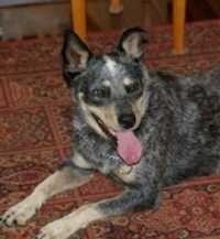 Cari Majikan, Seekor Anjing Berenang di Laut Selama 4 Bulan