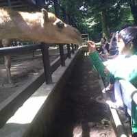 Libur Panjang Kebun Binatang Targetkan 6 Ribu Pengunjung