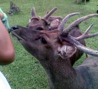 Melongok Bisnis Penangkaran Rusa