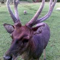 Melongok Bisnis Penangkaran Rusa