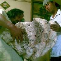 Cangkang Kerang Milik Baron Pun Fosil