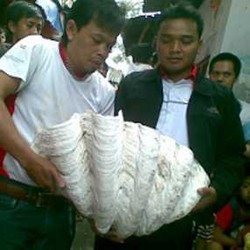 Sehari Simpan Cangkang Kerang, Sang Penemu Rasakan Hal Aneh