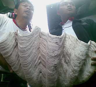 Cangkang Kerang Raksasa Ditemukan