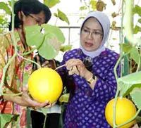 Ibu Mufidah Tinjau Taman Buah