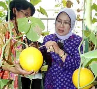 Ibu Mufidah Tinjau Taman Buah Ibu Mufidah Tinjau Taman Buah