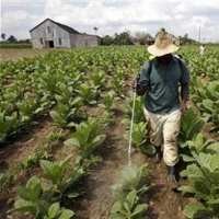 NTB Dapat Dana Bagi Hasil Tembakau 2% Mulai 2010