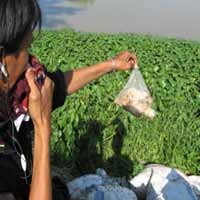 Hindari Bau Busuk, Puluhan Ayam Disemprot Disinfektan
