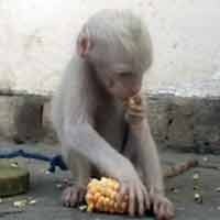 Pencari Kayu Bakar Temukan Seekor Kera Putih