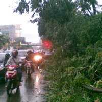 10 Pohon di Depan Stasiun Gambir Tumbang, Kabel Listrik Putus 