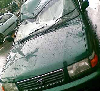 Pohon Tumbang Timpa Kijang