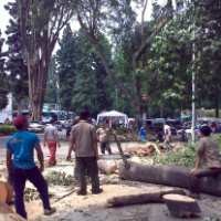 Pemangkasan Pohon di Jalan Ganesa Bikin Burung Koak Kabur