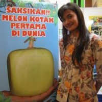 Melon Kotak, Rekayasa Genetik Baru di Mekarsari