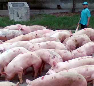 Balai Karantina Babi Normal