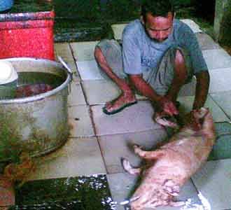 Permintaan Daging Babi Tidak Berkurang