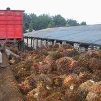 Laba Astra Agro Terpangkas 74%