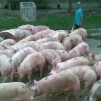 8 Langkah RI Antisipasi Flu Babi