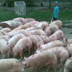 149 Orang Tewas Akibat Flu Babi di Meksiko