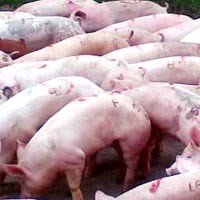 Flu Babi Menyebar Juga di Twitter