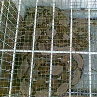 Hampir Tiap Hari Warga Babakan Ciamis Temukan Ular