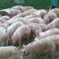 Peternakan Babi di Sumbar Akan Ditutup Sementara