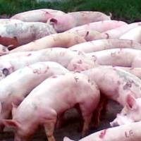 Google Bantu Warga Meksiko Lacak Flu Babi