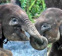Gajah Sumatera di TNTN