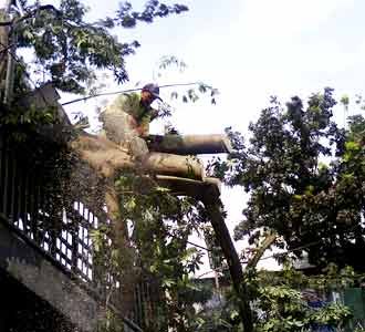 Pohon Tumbang Timpa JPO