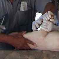 Rawan Virus H1N1, Babi di Kediri Diambil Sampel Darah