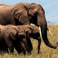 Terkait Kematian Gajah di Riau, Semua Pawang Diperiksa Penyidik