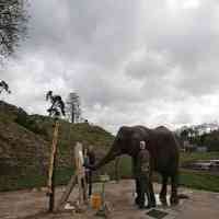 Dua Ekor Gajah Pandai Tewas Dicincang