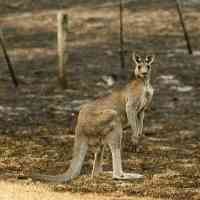 Polisi New York Kesulitan Cari Kanguru Yang Kabur 