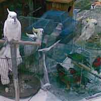 Puluhan Kakaktua dan Nuri Dilindungi Diamankan