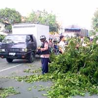 Pohon Tumbang, Arus Lalin di Kapasari Macet