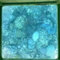 Melihat Taman Laut Bunaken yang Nyaris Jadi Legenda