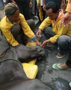 Flu Kuda di India Bukan yang Pertama