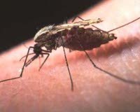 Big Bang ITB Wakili Indonesia di Mesir